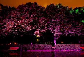 Подсветка деревьев в скверах и парках