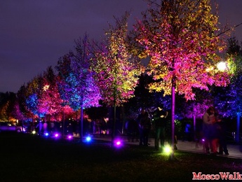 Украшение деревьев грунтовыми светильниками для декоративного освещения